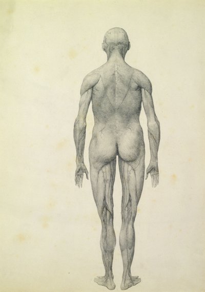 Die menschliche Figur, Vorderansicht, aus der Serie 